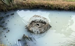 Cloudy water with floating solids in a constructed wetland on the Whakatohea mussels factory site, where treated wastewater is discharged before being piped to the Duke Street drain shows the wastewater system was malfunctioning.