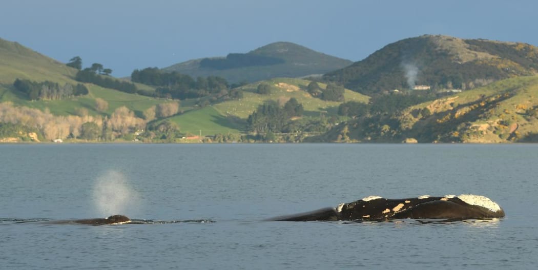 A southern right whale calf spouts while following its mother in Otago Harbour on Saturday.