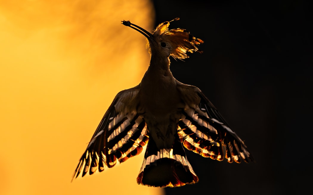 A Eurasian Hoopoe spreads its wings in India