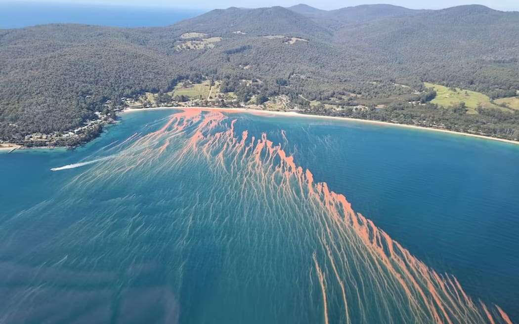 The algae, seen off the coast of Bruny Island.