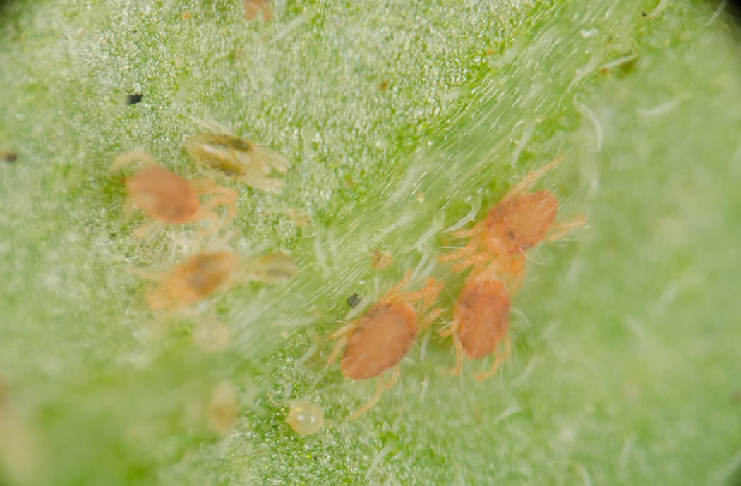 Tetranychus evansi.