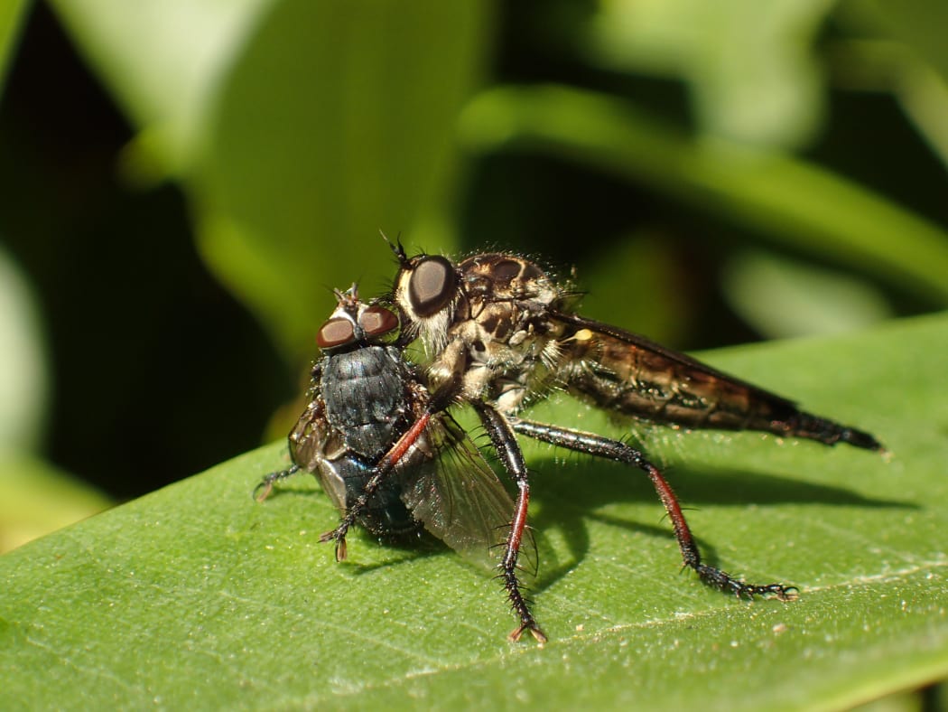 Common Robber Fly