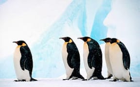The Emperor penguin, the largest penguin in the world, is endemic to Antarctica.