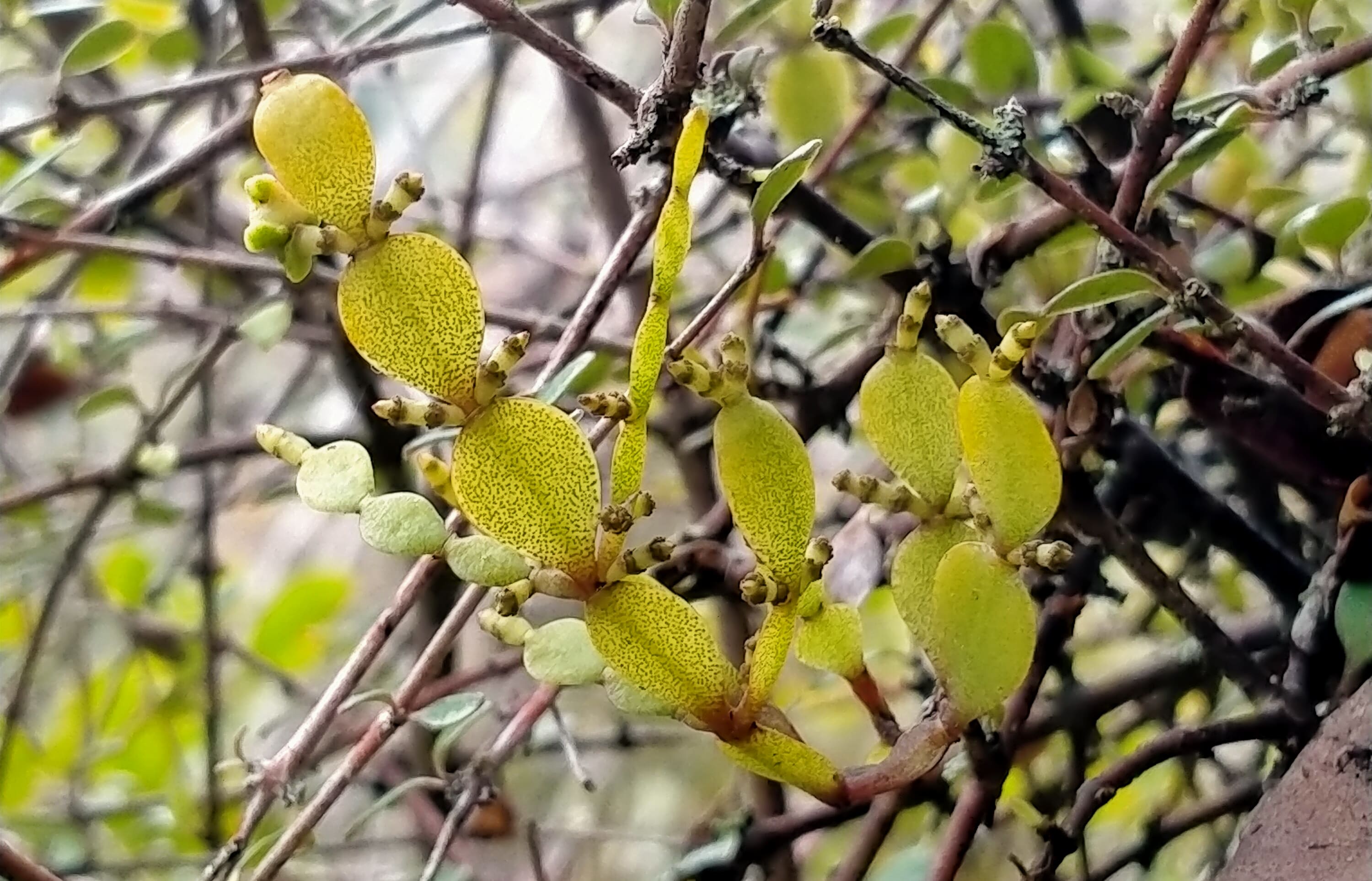 Dwarf mistletoe - korthalsella lindsayi