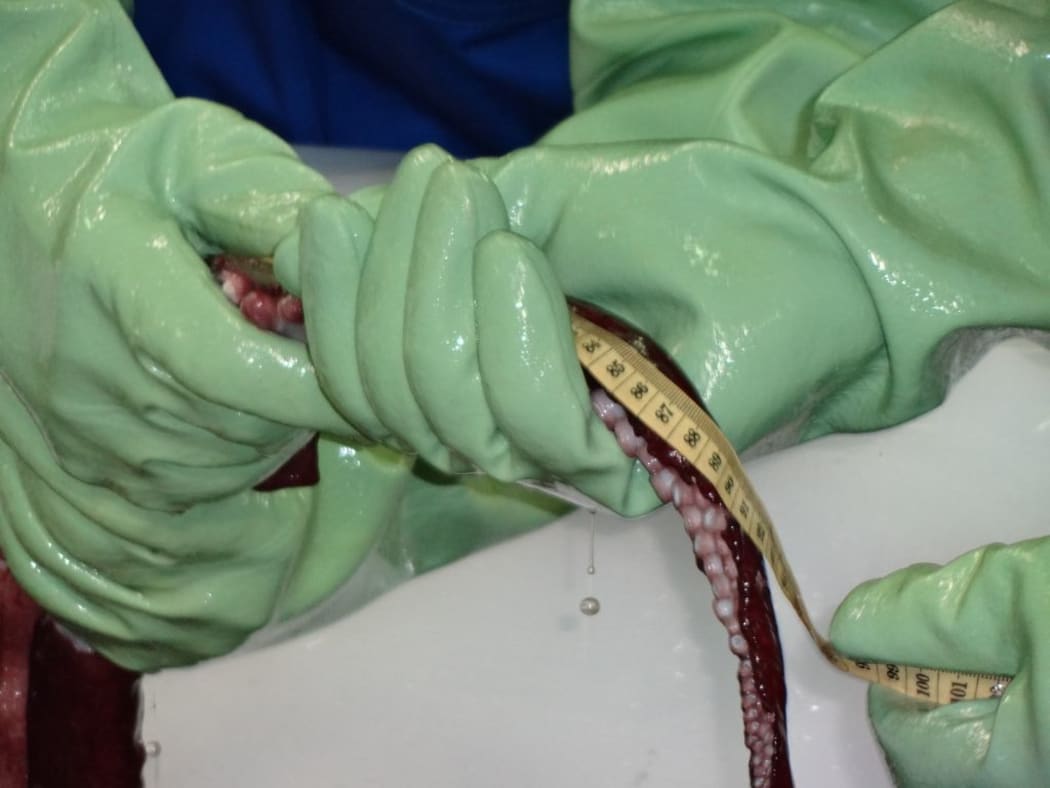 Dr Kat Bolstad and doctoral student Aaron Boyd Evans measuring the length of the colossal squid’s arms.