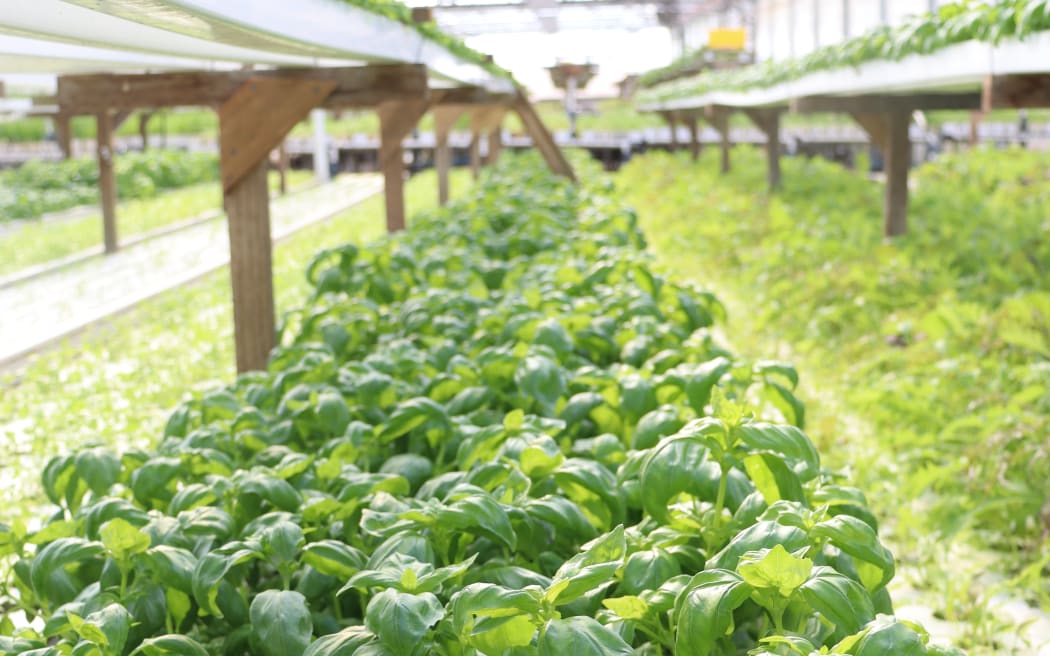 Tasman Bay Herbs' basil greenhouse.