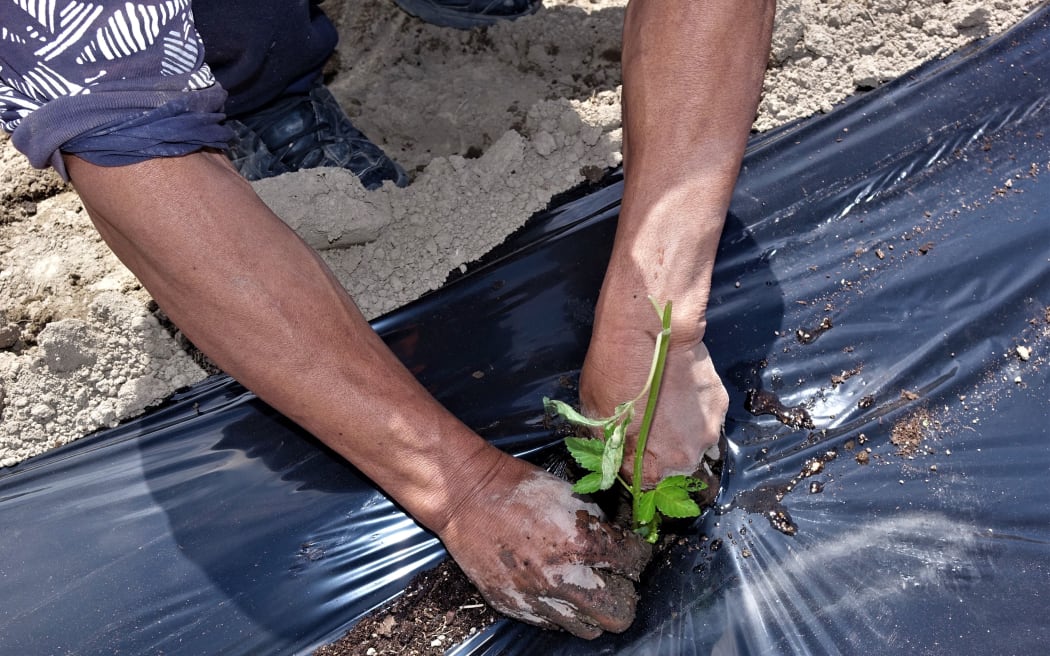 A cannabis seedling is transplanted from the nursery to its new home in Kēkerengū  north of Kaikōura.