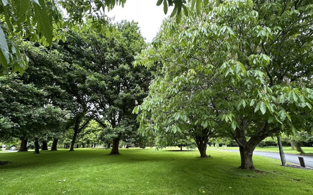 Rowan trees