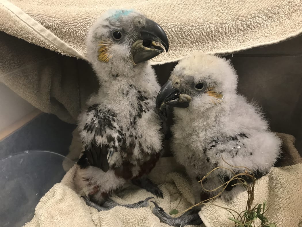 Kākā chicks at the Dunedin Wildlife Hospital