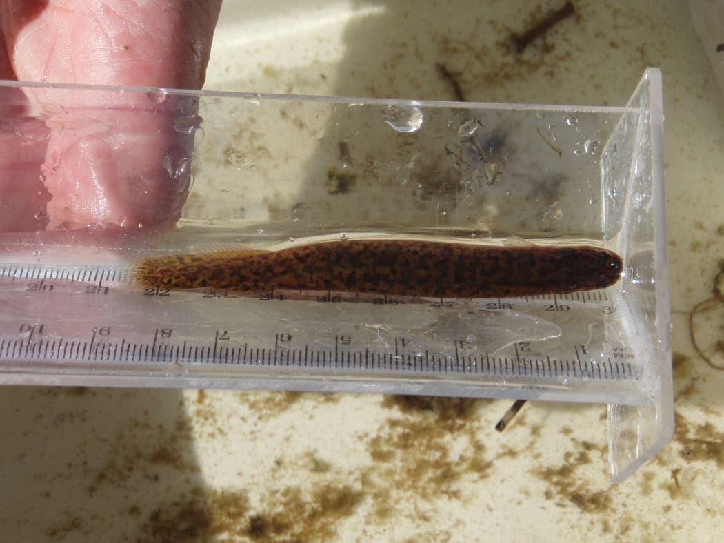 Northland mudfish caught trapping