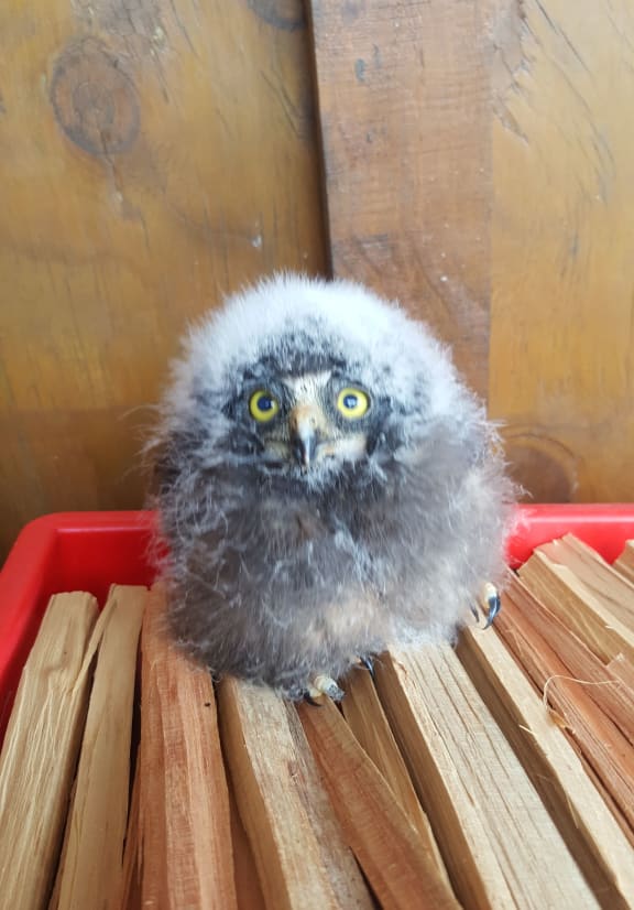 Fluffy, at 12 days old, at Whangarei's bird recovery centre
