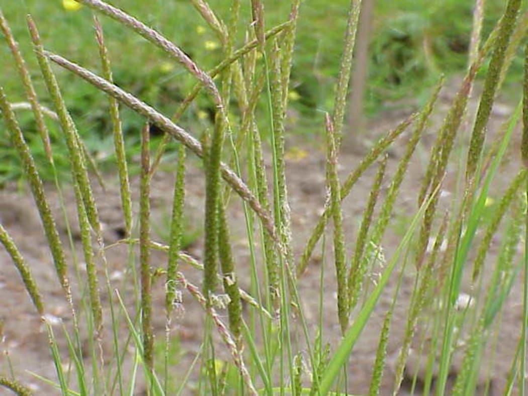 Alopecurus myosuroides, known as black-grass or twitch grass.