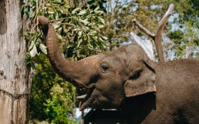 Burma eating Morton Bay fig.