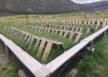 The Otago Escargots farm in Gibbston, Otago.