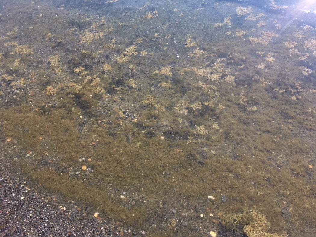 Some of the toxic algae in Lake Taupō