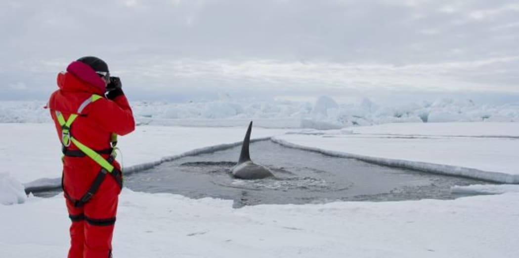 Antarctic Type-C orca have learnt that, each summer, an icebreaker makes a shipping channel through the Ross Sea sea ice up to McMurdo Station, and it’s thought they take advantage of this to come into shallow water to hunt Antarctic toothfish.