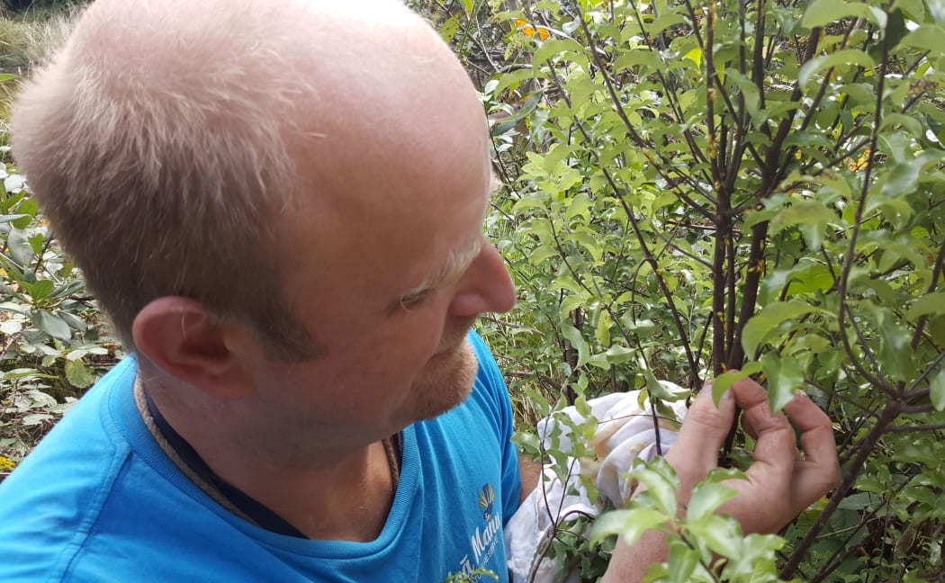 Rhys Mills sticks individual mistletoe seeds to a kohuhu trunk. The seeds are the small yellow blobs.
