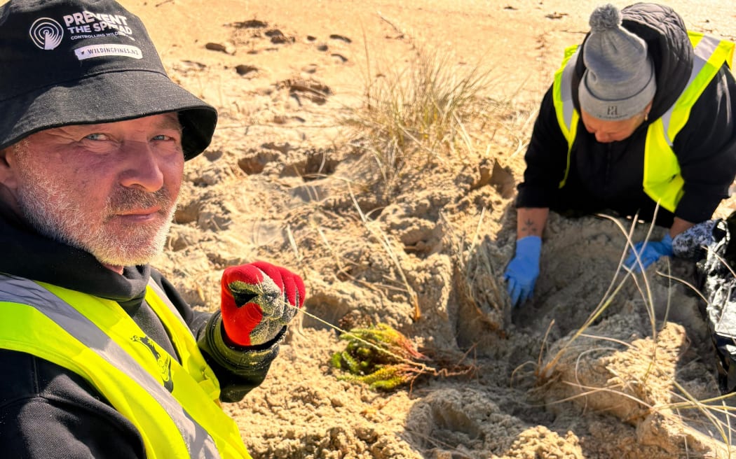 Te Haumihi kaimahi Herbert Readon and Debbie Brown remove sea spurge from a newly-discovered site at Kapowairua/Spirits Bay.