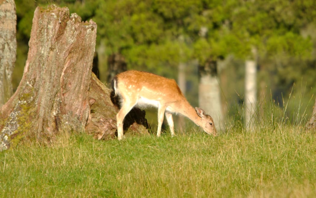 Fallow deer grazing a paddock in Westland, New Zealand.