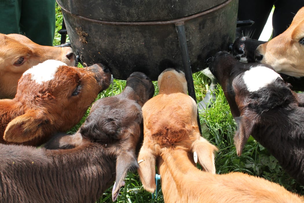Calf Feeder