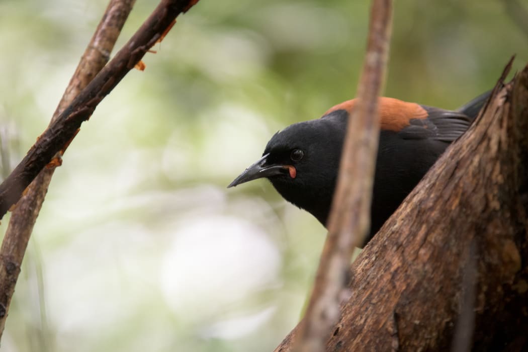 Adult tīeke in Brook Waimārama Sanctuary.