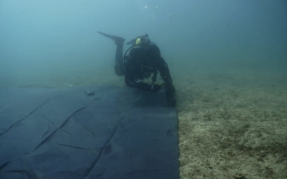 NRC marine biosecurity officer Toby Dickson attaches the edge of a heavy tarpaulin mat to the Albert Channel seafloor in the New Zealand-first caulerpa treatment trial set up in the Bay of Islands on 13 June 2023.