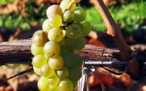 Grapes