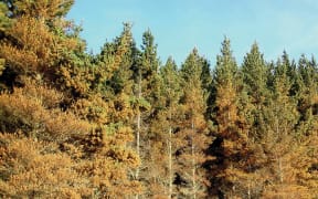 Pine trees affected by red needle cast.