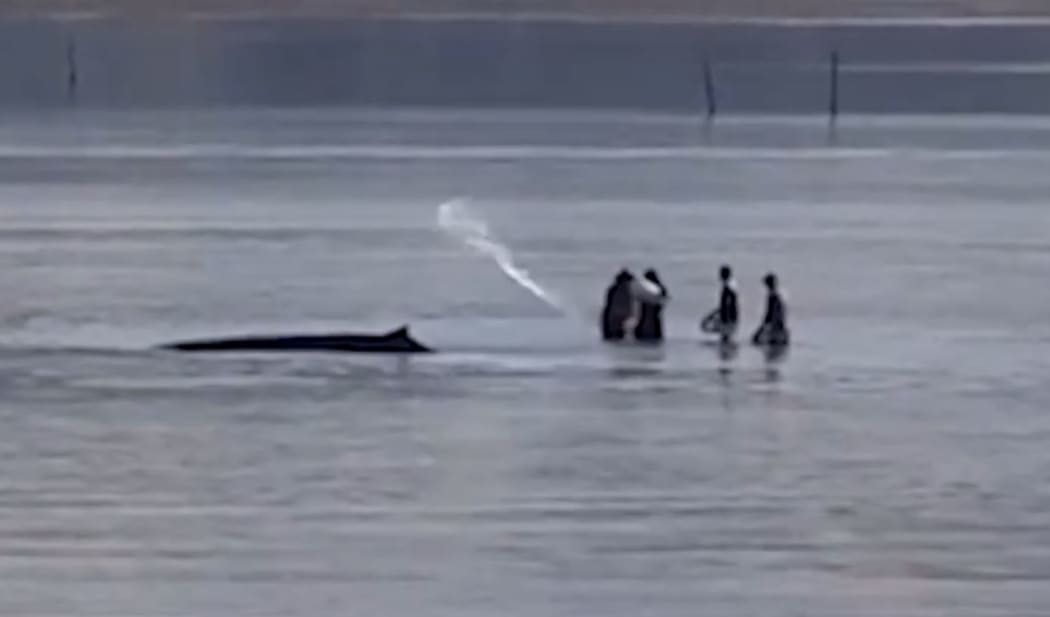 The beaked whale is stranded at Te Kouma.
