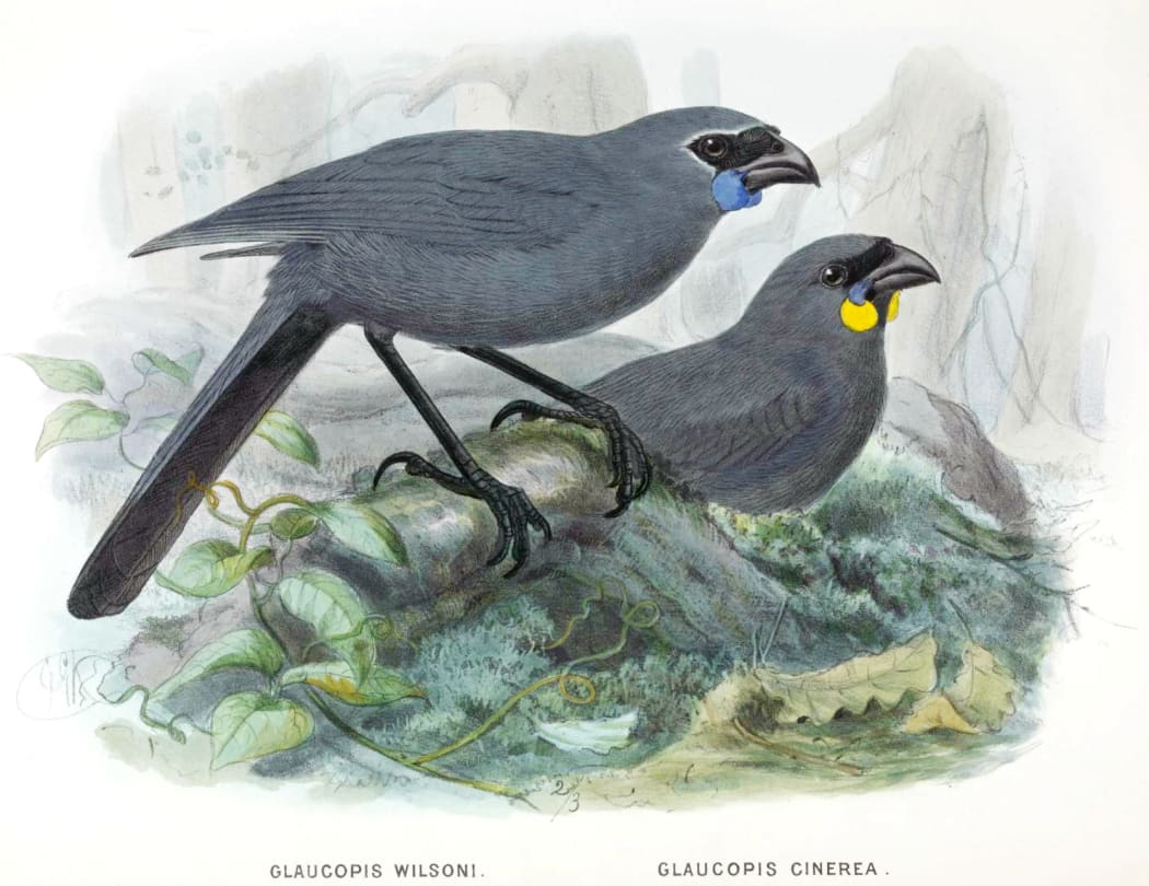 While the North Island kōkako has blue wattles, the South Island species had, or has, orange wattles.