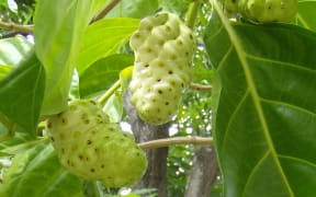 Noni fruit
