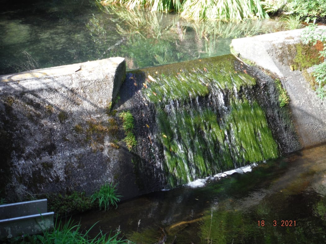 Tautau stream in Tauranga supplies 50 percent of the city’s water. Pictured in March 2021.
