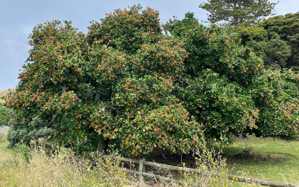 Karaka trees are laden with berries at this time of year