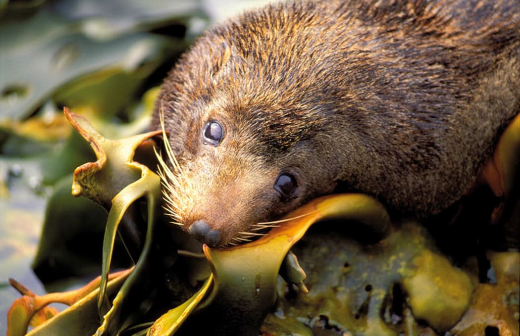 NZ fur seal