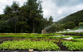 Pakaraka Market Garden
Photo supplied Niva Kay