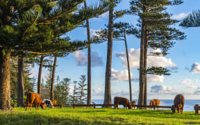 Cows grazing, Norfolk Island, Australia, Pacific (Photo by Michael Runkel / Robert Harding RF / robertharding via AFP)