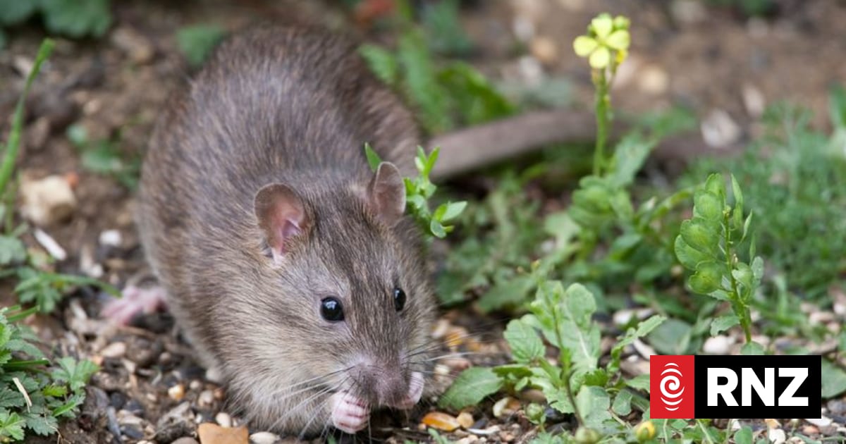 Kahurangi National Park predator control programme hailed as success