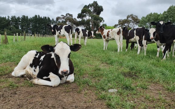 Calves on a Manawatū dairy farm