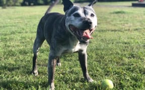 One of the dogs at Christchurch Bull Breed Rescue
