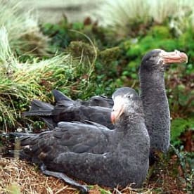 Photo for Pāngurunguru