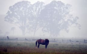 A horse seen through dense smoke from a bushfire on a farm in Eden, in New South Wales.