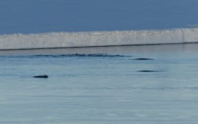 Arnoux's beaked whales with Emperor penguins.