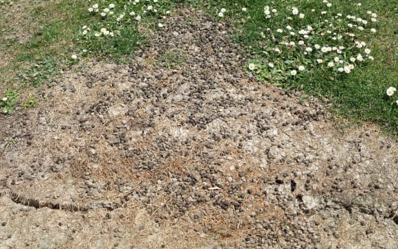 The rabbit numbers are causing problems for farmers and land owners by causing destruction and eating the grass that would have fed stock, said Robbie Mitchell.