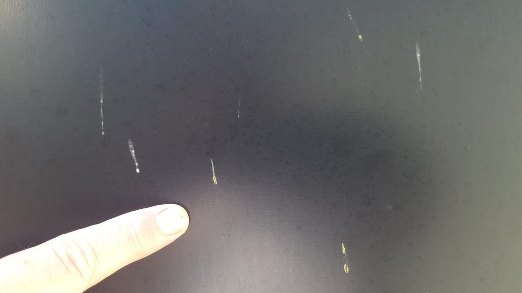 Yellow droppings on buildings and cars in Waitara have left residents puzzled.