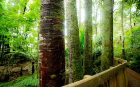 Kauri tree