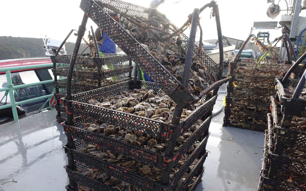 Oysters pulled up from Big Glory Bay pulled onto the deck of a barge.