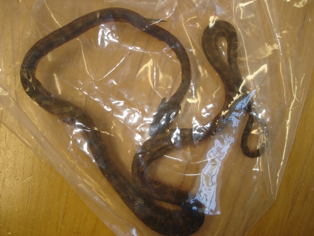 The dead carpet python found in a container from Brisbane.