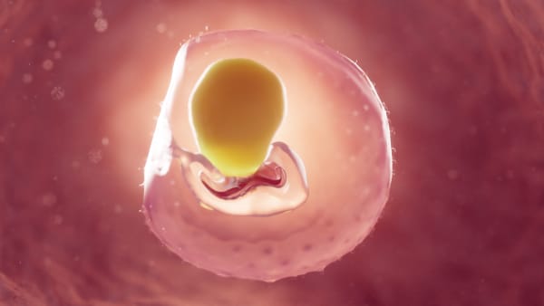 An illustration of a human embryo at two weeks of gestation.