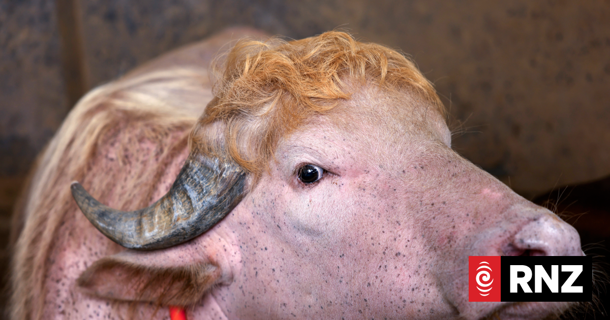 Commander-in-beef: 'Donald Trump' buffalo wows fans ahead of sacrifice ...