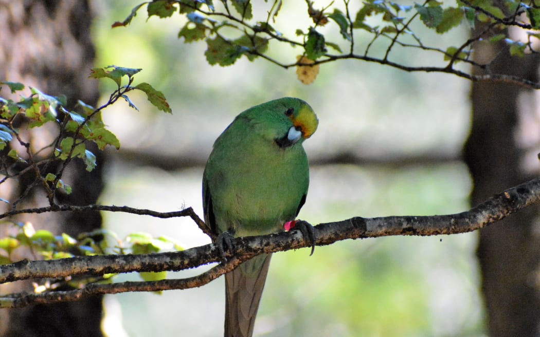 An orange-fronted parakeet is perched on a branch, with its head cocked to the left. It has a red tag on its leg.